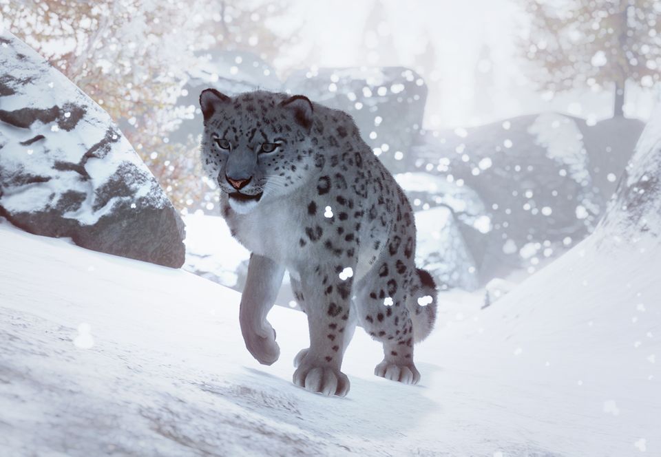 Snow Leopard Planet Zoo Wiki Fandom [ 664 x 960 Pixel ]