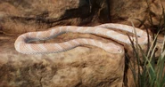 AlbinoPuffAdder.png (858 KB) Albino Puff Adder