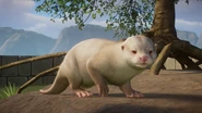 Albino asco.png (752 KB) Albino Asian Small-Clawed Otter