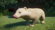 Albino badger.png (790 KB) Albino European Badger
