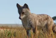 CoyteZoopedia.webp (161 KB) Base Coyote