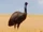 Emu