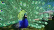 Indianpeacock