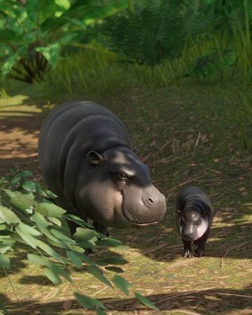 Pygmy Hippo Planet Zoo Wiki Fandom