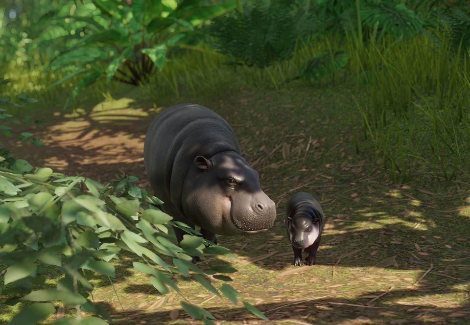 full grown pygmy hippopotamus