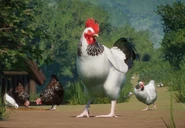SussexChickenZoopedia.png (731 KB) Base Sussex Chicken