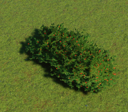 Bearberry Bush 04