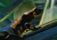 FireSalamanderZoopedia.jpg (51 KB) Base Fire Salamander