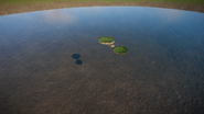 Amazon Water Lily 05