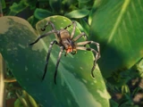 Brazilian Wandering Spider
