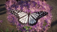 LeucisticMonacrh.png (1 MB) Leucistic Monarch