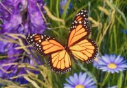 Monarchzoopedia.jpg (51 KB) Base Monarch