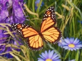Monarch