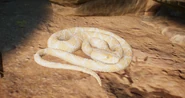 AlbinoRattlesnake.png (731 KB) Albino Western Diamondback Rattlesnake