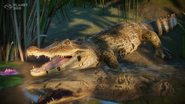 Spectacled Caiman - Reveal