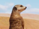 Meerkat
