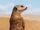 Meerkat