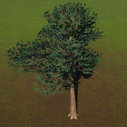 Arbre de grattage pin sylvestre
