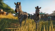 ECGTH0AXYAA2ujG.jpeg (367 KB) Base Plains Zebra