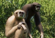LarGibbon zoopedia.jpg (68 KB) Base Lar Gibbon