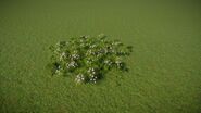 Pincushion Flower 3