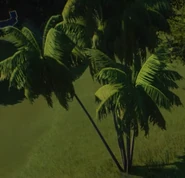 AcaiPalm1.png (251 KB) Acai Palm 01