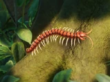 Amazonian Giant Centipede