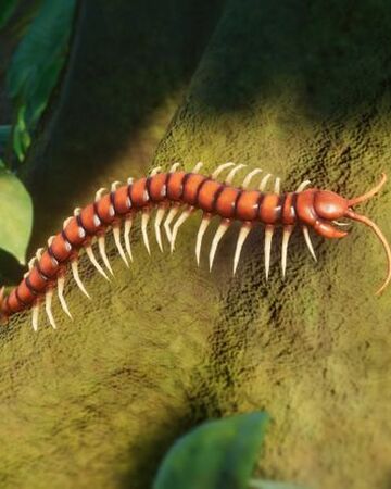 pix Chinese Giant Red Dragon Centipede amazonian giant centipede planet zoo