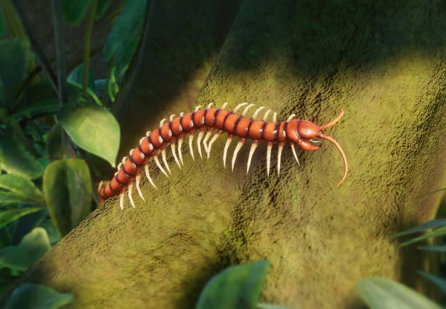 giant centipede eating bat