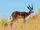 Springbok