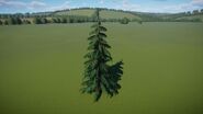Yellow Cedar 3