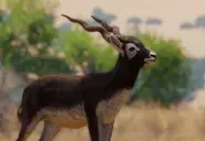 Blackbuckzoopedia.webp (193 KB) Base Blackbuck