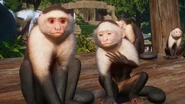 2 (2).jpg (158 KB) Base Colombian White-Faced Capuchin Monkey