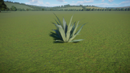 Century Plant Large
