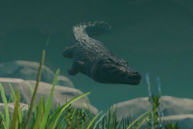 Name one animal you almost forgot existed in Planet Zoo. I'll start:  Spectacled Caiman : r/PlanetZoo