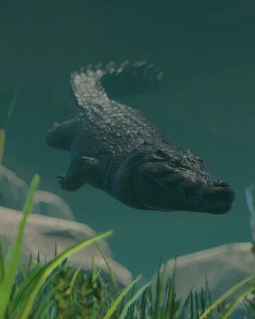 begrænse lovgivning uddannelse Saltwater Crocodile | Planet Zoo Wiki | Fandom
