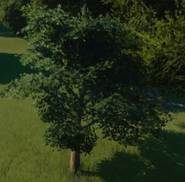 Sycamore Maple Tree 01