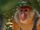 Proboscis Monkey