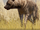 Striped Hyena