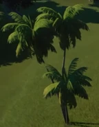 AcaiPalm3.png (132 KB) Acai Palm 03