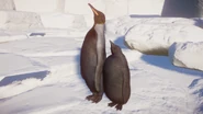 MelanisticKingPenguin.png (603 KB) Melanistic King Penguin