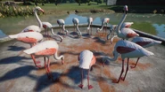 Forage Pool used by Greater flamingos.