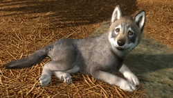 Timber Wolf | Planet Zoo Wiki | Fandom