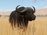 African Buffalo