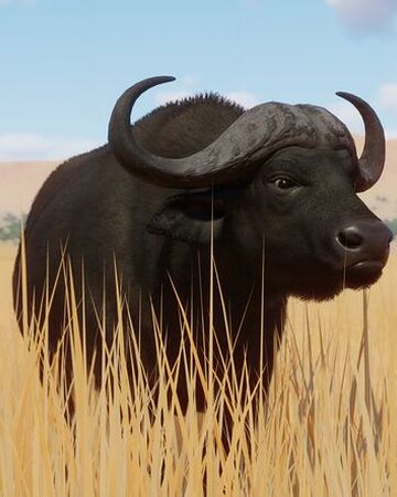 African Buffalo Planet Zoo Wiki Fandom The official source of the latest bills headlines, news, videos, photos, tickets, rosters, stats, schedule, and game day information. african buffalo planet zoo wiki fandom