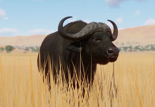 American african buffalo bison vs Bison vs