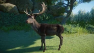 Melanistic fallowdeer.png (941 KB) Melanistic European Fallow Deer Buck