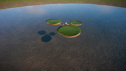 Amazon Water Lily 04