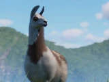Llama