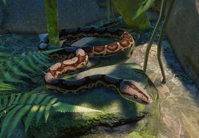 Learn More about Boa Constrictors